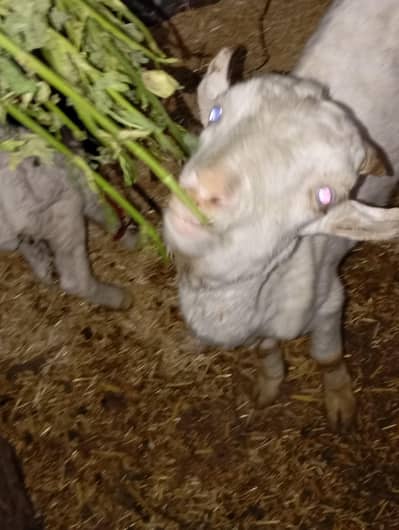 gulabi teeda white eyss urgent sale hai