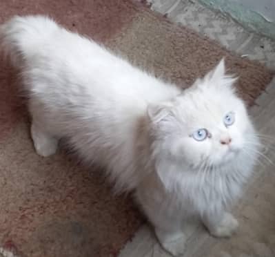 Persian Male Cat Punch face Triple coated