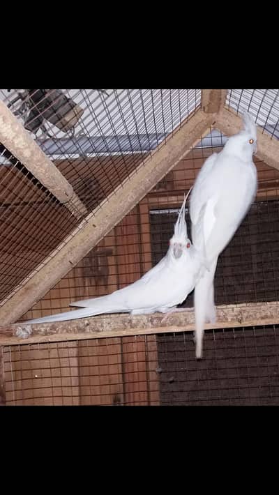 eno cocktail breedar pair