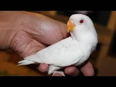 Top Quality Love Bird check Albina Red Eye ( Albino Red Eye?