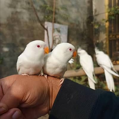 Fully Flying Tame Parrot  Super Friendly - Zero Bite