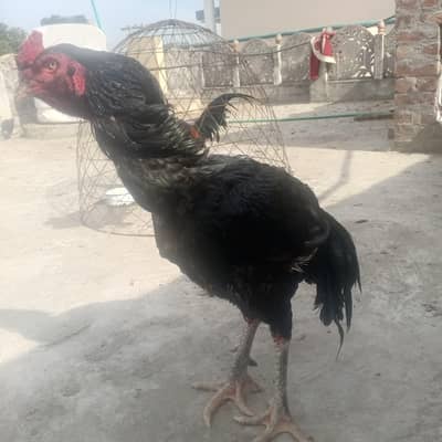 ولایتی کراس