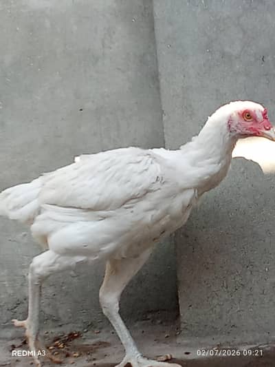 Heera aseel female for sale