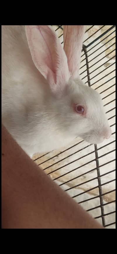 Red eyes Rabbit (Male and Female pair)