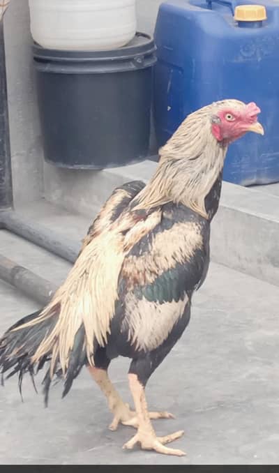 Aseel jawa murgha roster rooster