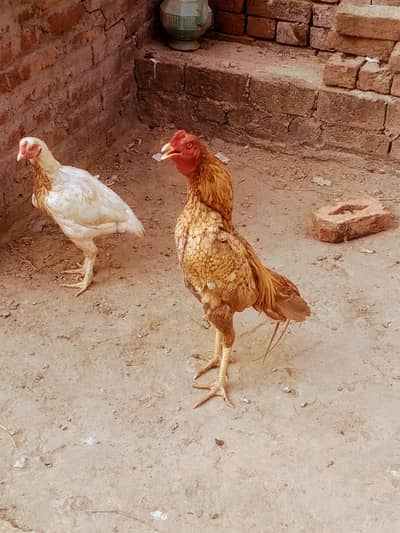 aseel birds for sale