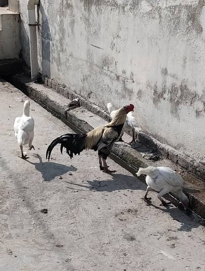 جاوا مرغ فار سیل