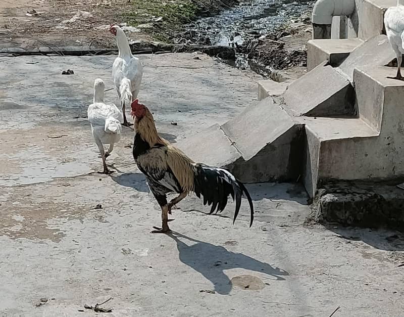 جاوا مرغ فار سیل 1