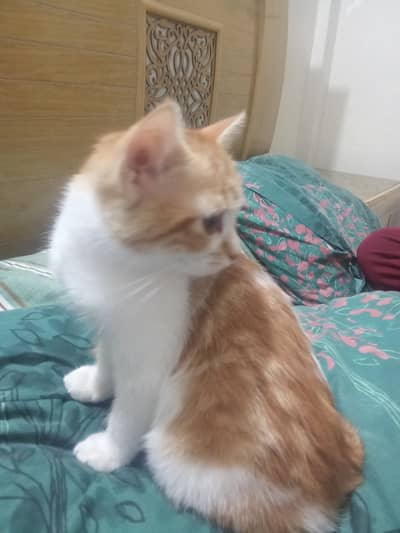 4 months 2 kittens play full inergati energetic bron white and othe