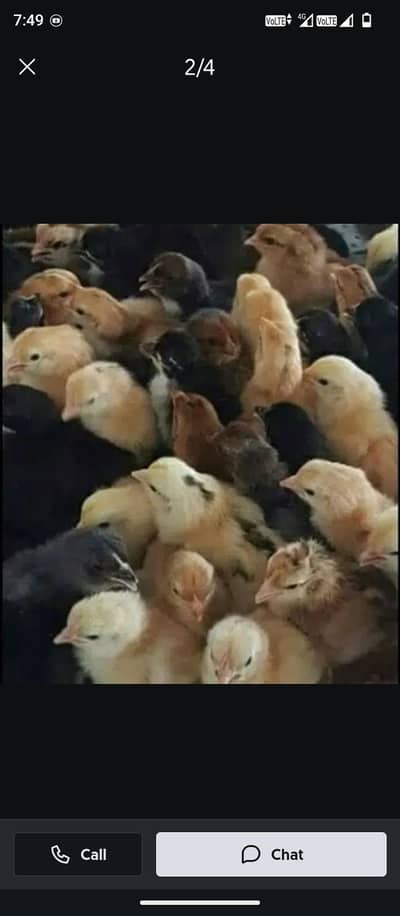 golden misri or broiler chick's also available