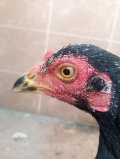 contact on  03007662878