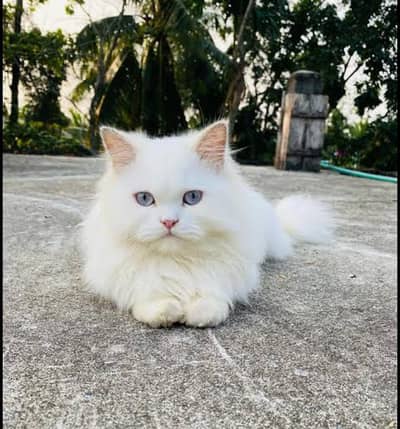 Female persian
