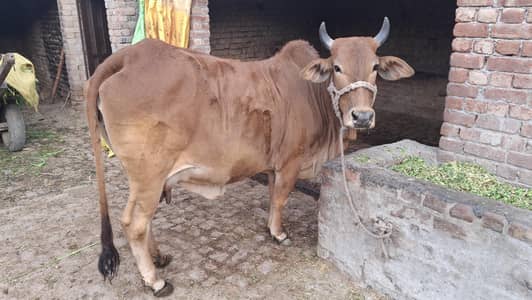 Cow with Bachri For Sale