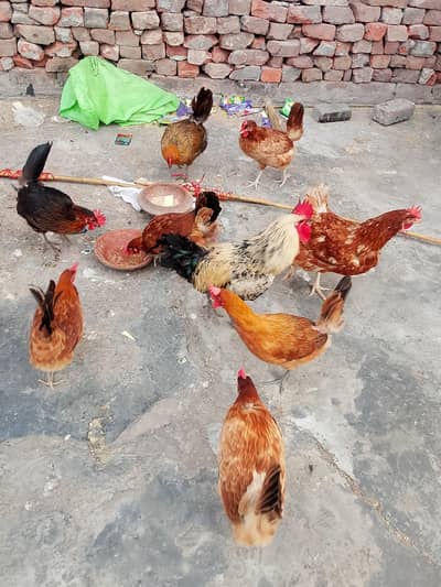 8Desi murgy 1 Desi muga daily murgy eggs deaty ha