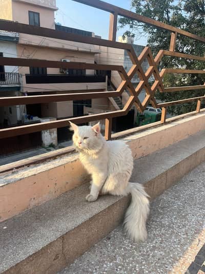 pure pursian doll face