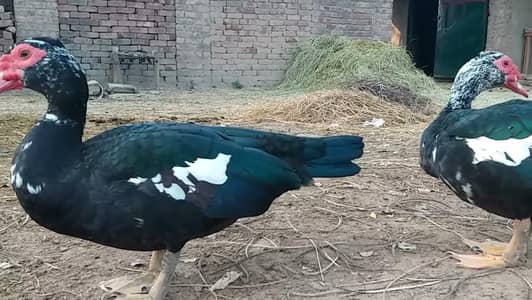 Muscovy Ducks