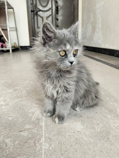 cats for sale 03365700034