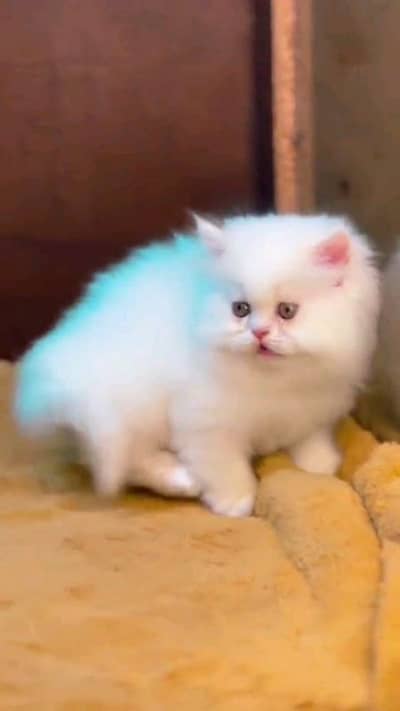 pure pairsian male and female kitten for sale 03494878406wahtsap