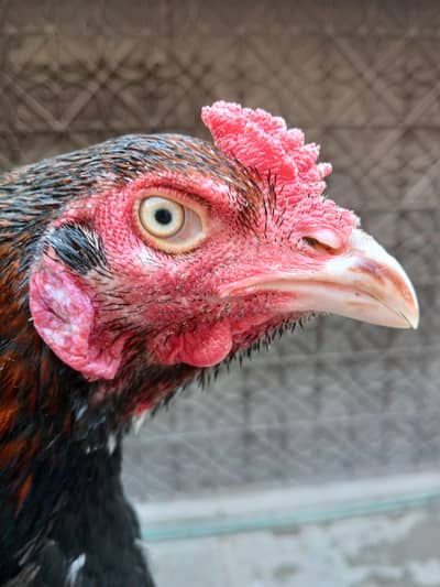 sindi aseel patha  exchange