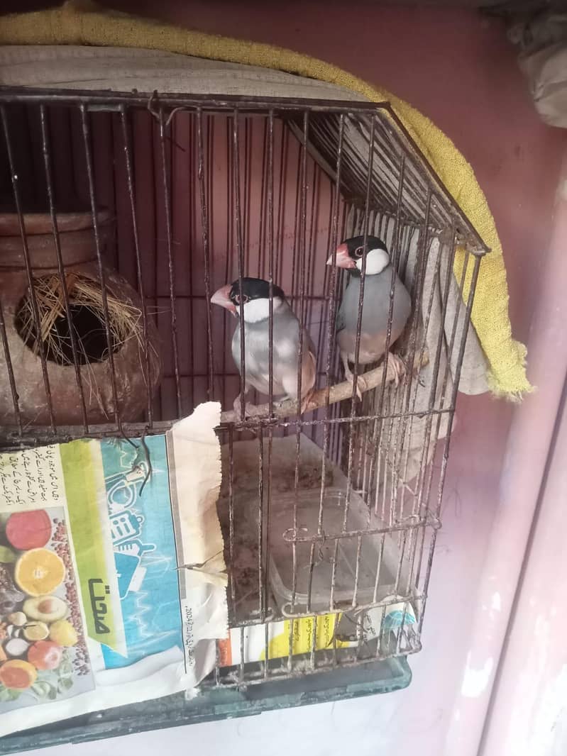 love bird ur java finch 0