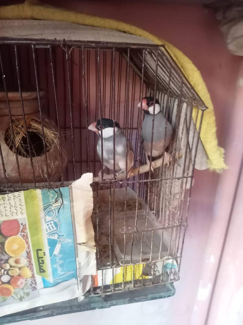 love bird ur java finch 1