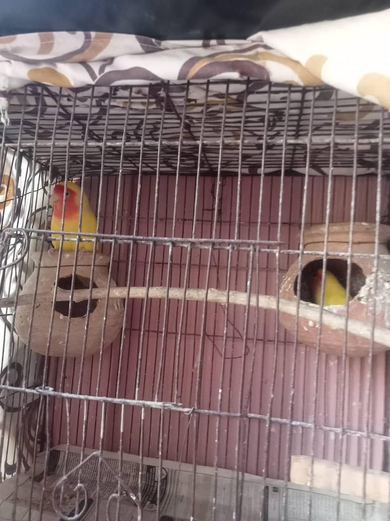 love bird ur java finch 2