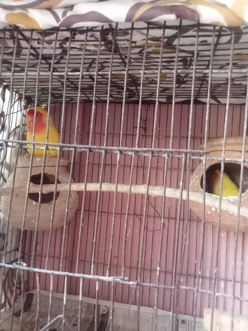 love bird ur java finch 3