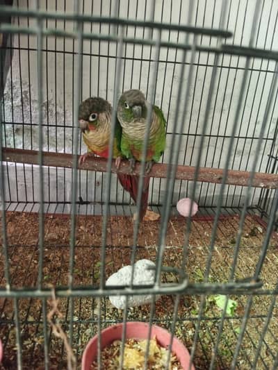 beautiful conour pair