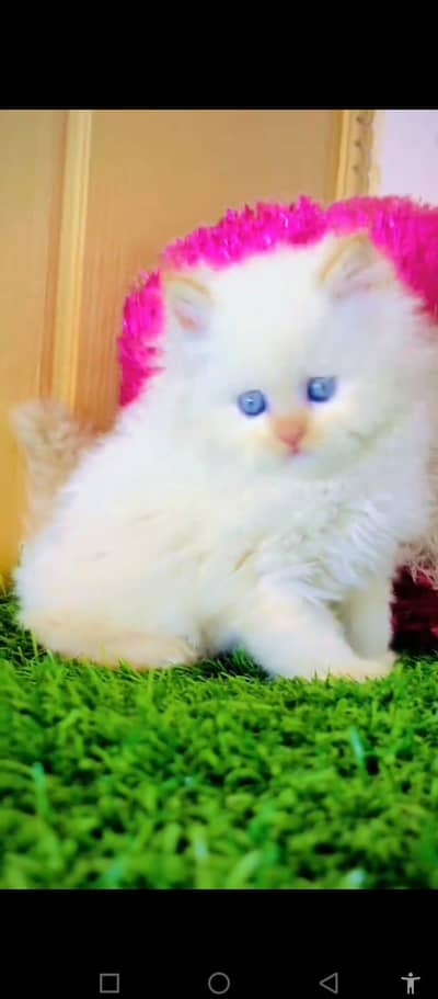Persian cat for sale male female my WhatsApp number0340=14=20=834
