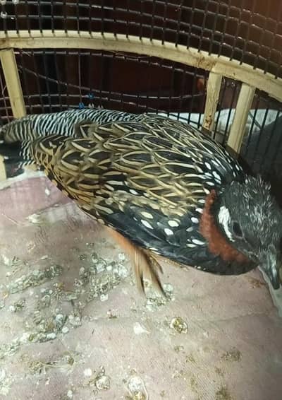 Sindhi Nasli ghar k paly huwe 2 pathy