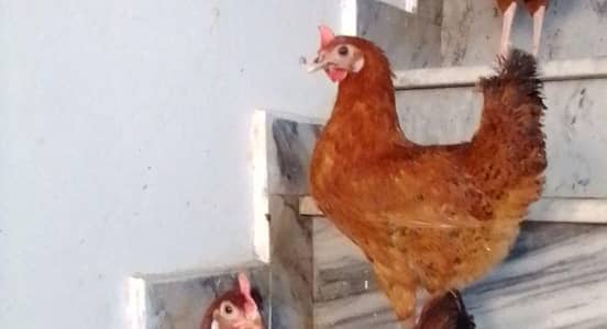 Golden Misri Murgi  | Egg Laying Hen | Desi Hens