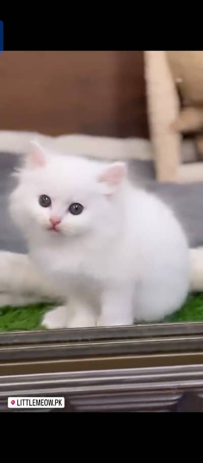 Persian cat for sale male female my WhatsApp number0340=14=20=834