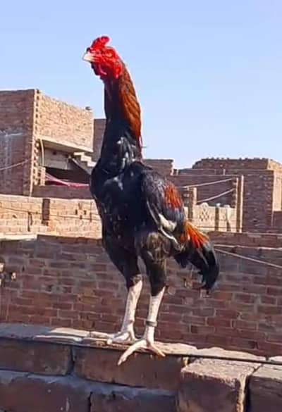 Band gaddi cross Male