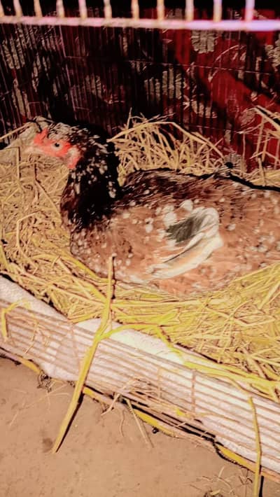 Kurak madhi ha our Sath ma eggs b ha bilkul low price ma