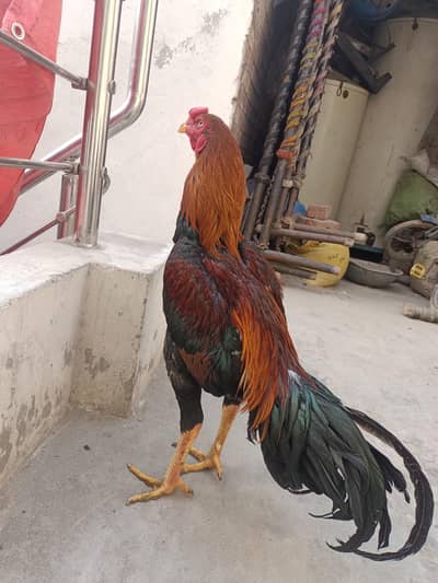 Aseel murga High quality