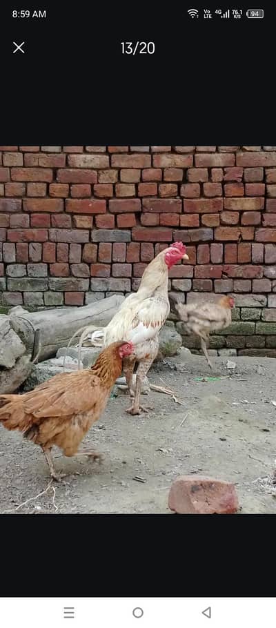 aseel male 1 ha or 2 kurak wali ha