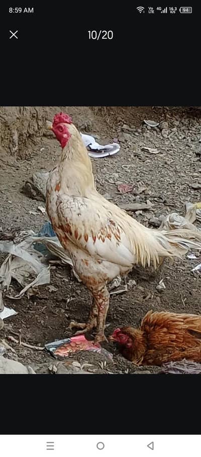 aseel male 1 ha or 2 kurak wali ha