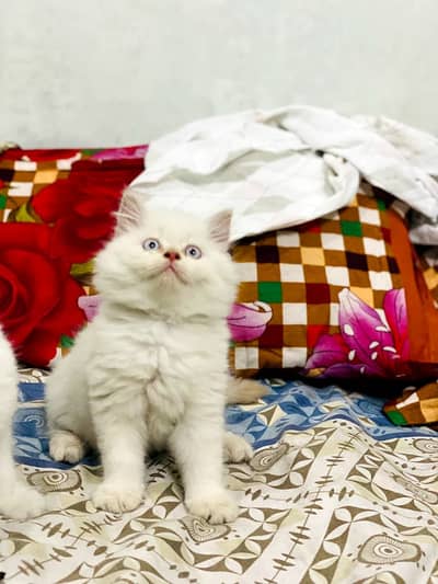 Cat for sale 03086103832