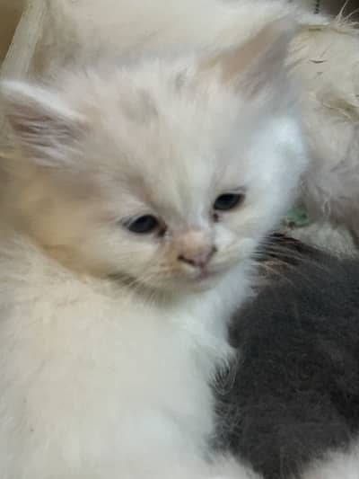 Persian doll face Pure white kittens