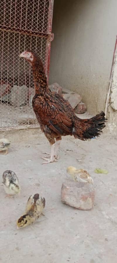 Mian Wali Aseel Chicks