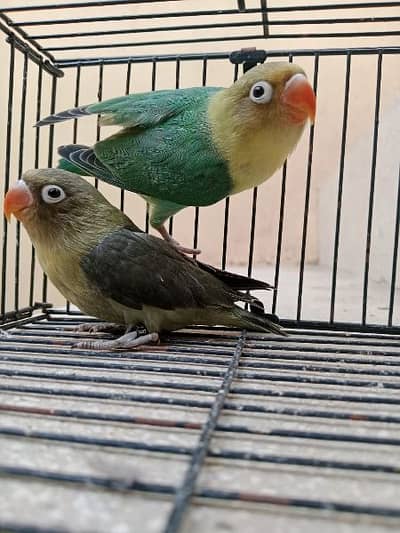 love birds parblue