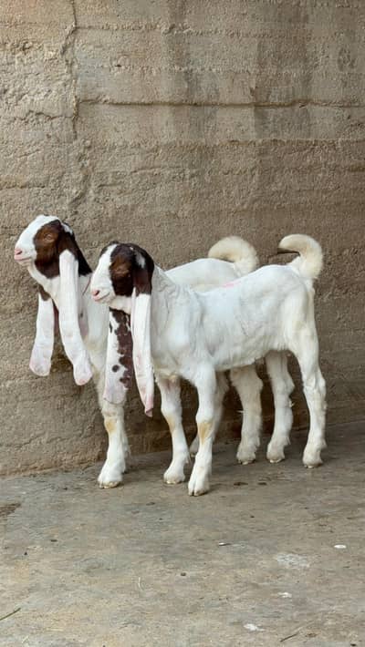 Gulabi Kid's Male (Head Pasay)