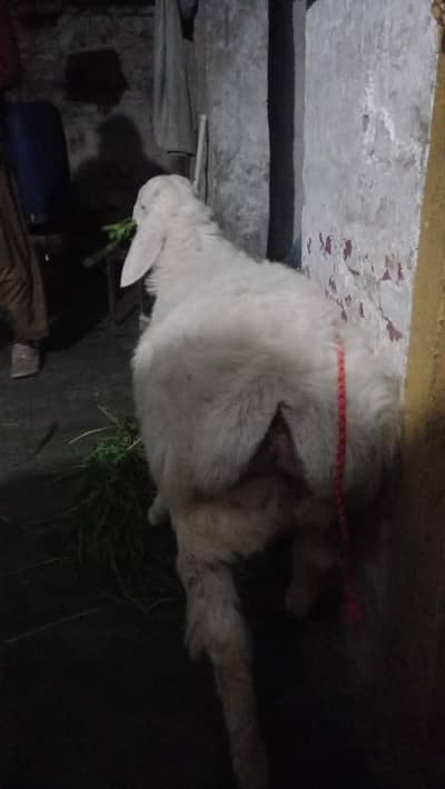 Chakki Dumba for Sale