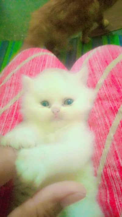 white pure Russian female cat urgent sale