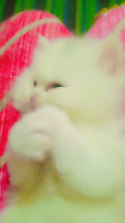 white pure Russian piki punch face triple koat female cat urgent sale