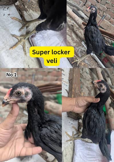 3 pathay Thai trad for sale check guarantee