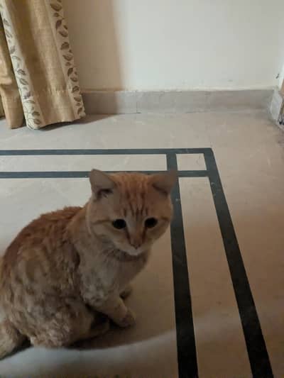 Urgently selling a Persian male cat.
