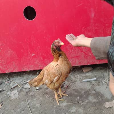 aseel murgi for sale