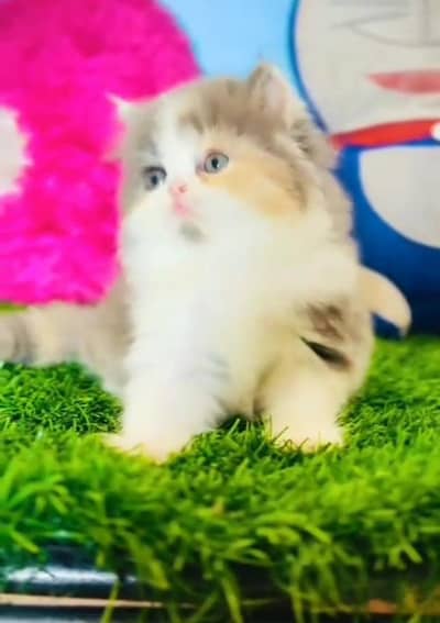 Persian Cat. Kittens for Sale may WhatsApp 03126762031