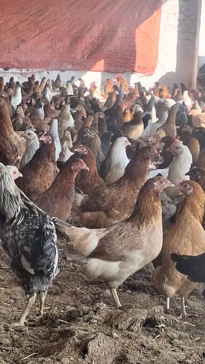 golden misri eggs laying hens | desi murghi | 5 month & 15 days old